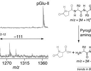 Pfu Aminopeptidase I - 0,5mg