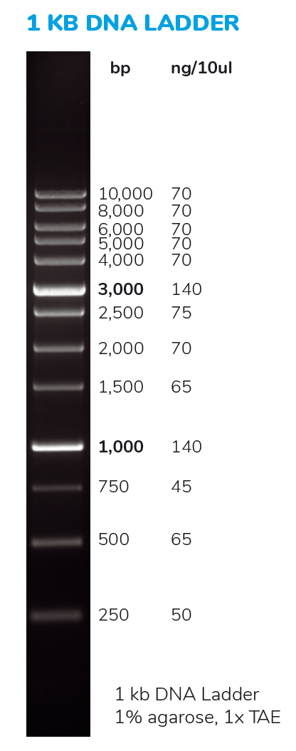 1 Kb DNA Ladder Ready To Load 50 Ug