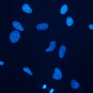 DAPI, 1.0 mg