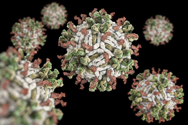 Dengue Virus Serotype 1 NS1 Protein (HEK293), 500 ug