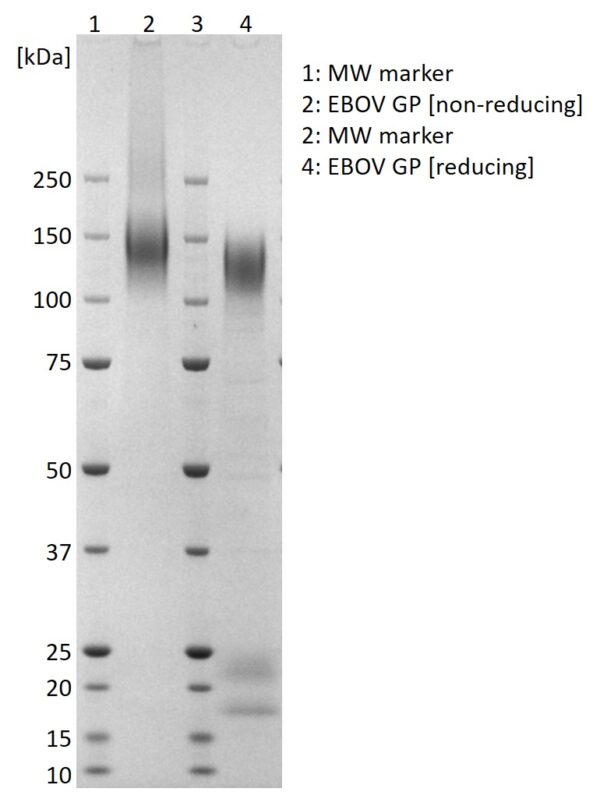 Ebola Virus Envelope Glycoprotein (GP) (Zaire, Boende-Lokolia), 250 ug - Image 2