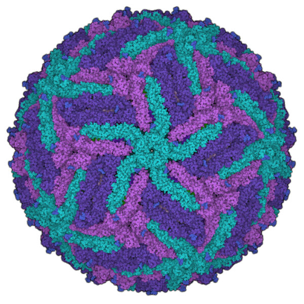 Zika Virus NS1 Protein (Suriname Strain), 100 ug