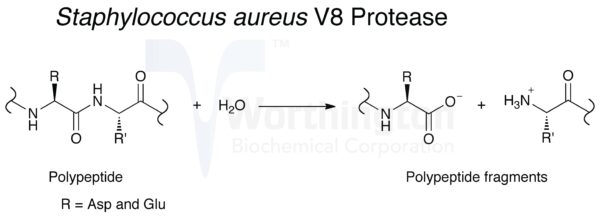 Endoproteinase Lys-C, Sequencing Grade, 20 ug