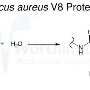 Endoproteinase Lys-C, Sequencing Grade, 20 ug