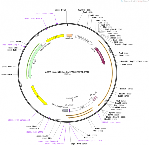 pAAV_hsyn_NES-his-CaMPARI2-WPRE-SV40, 1 UNIT