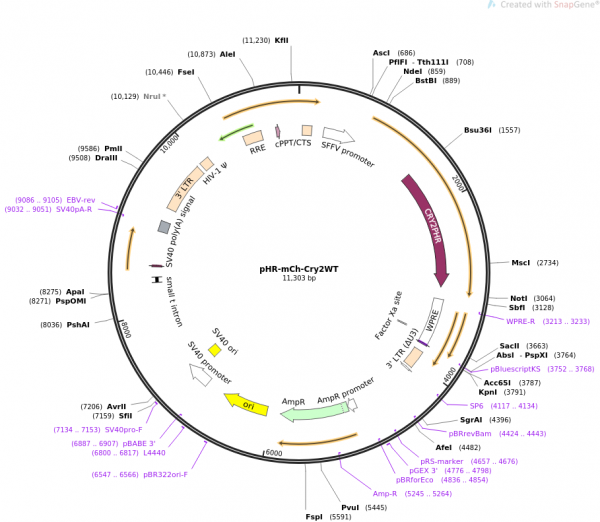 pHR-mCh-Cry2WT