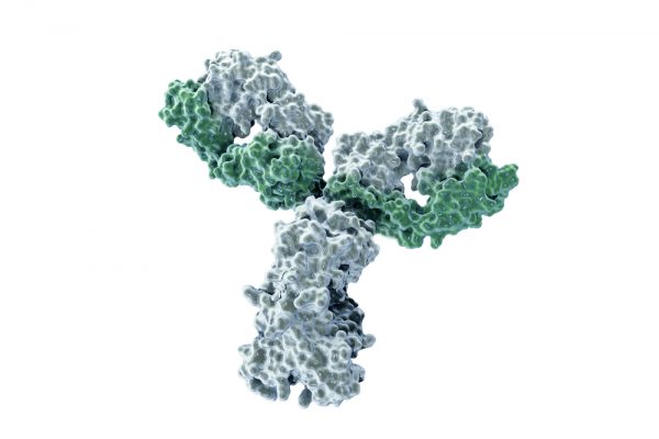 Mouse Anti-Dengue Virus NS1 Serotype 1 Antibody (OB4), 100μg