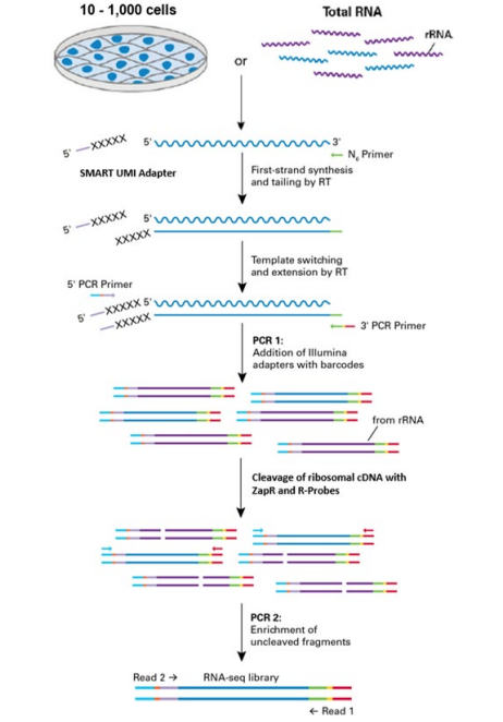 SMART-Seq® Total RNA Pico Input with UMIs (ZapR® Mammalian) 24 Rxns