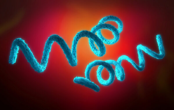 Borrelia Afzelii Antigen, 100ug