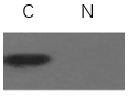 ExKine™ Nuclear and Cytoplasmic Protein Extraction Kit, 50T