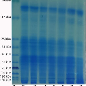 ExKine™ Pro Total Protein Extraction Kit for Animal Cultured Cells/Tissues, 5T