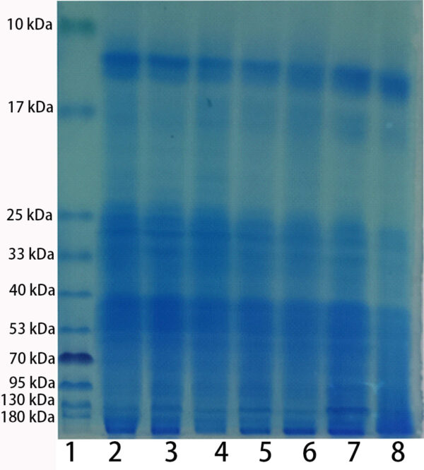 ExKine™ Pro Total Protein Extraction Kit for Animal Cultured Cells/Tissues, 5T
