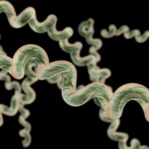 Borrelia burgdorferi OspA Protein, His-Tag (E. coli), 100ug
