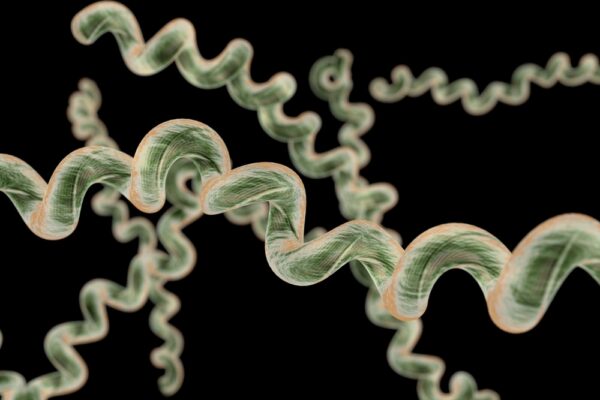 Borrelia burgdorferi OspA Protein, His-Tag (E. coli), 100ug