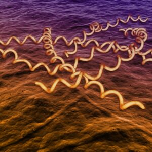 Borrelia burgdorferi OspB Protein, His-Tag (E. coli), 100ug
