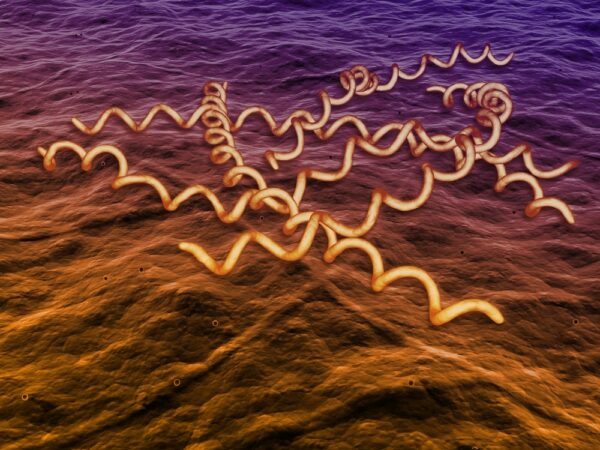 Borrelia burgdorferi OspB Protein, His-Tag (E. coli), 100ug