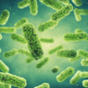 Bordetella Pertussis FHA, 100ul