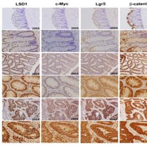LGR5 Mouse Monoclonal Antibody [Clone ID: OTI2A2], 100ul