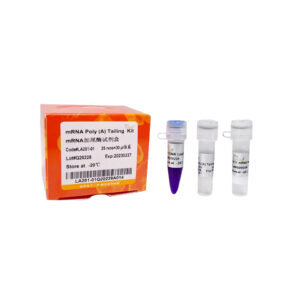 mRNA Poly(A) Tailing Kit (100 rxns)