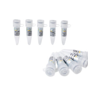 T7 High Efficiency Transcription Kit (100 rxns)