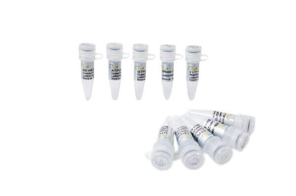 T7 High Efficiency Transcription Kit (100 rxns)