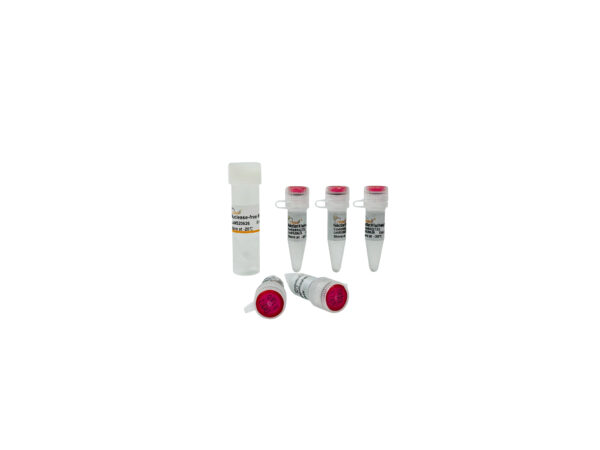 PerfectStart® IV Fast Probe qPCR SuperMix UDG (500 rxns)