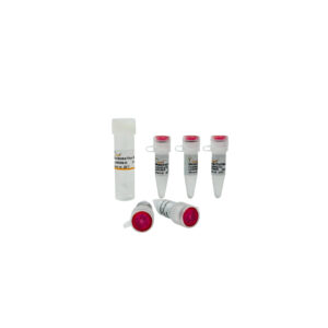 PerfectStart® IV Fast Probe qPCR SuperMix UDG (100 rxns)