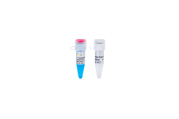 2×TransFast® Taq PCR SuperMix (+dye) [5x1 ml]