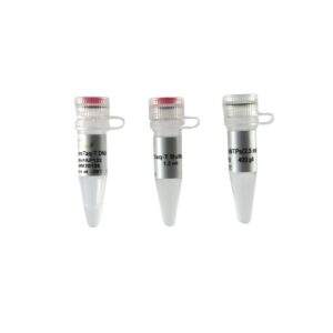 TransTaq® -T DNA Polymerase (with 2.5 mM dNTPs) [6x500 units]