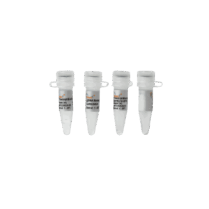TransScript® All-in-One First-Strand cDNA Synthesis SuperMix for qPCR (One-Step gDNA Removal ) (100 rxns×20 µl system)