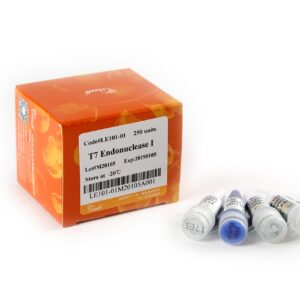 T7 Endonuclease I (250 units)