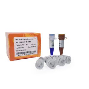 Bst III DNA Polymerase (100 rxns)