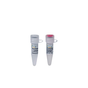 PerfectStart® Green qPCR SuperMix (+Universal Passive Reference Dye) (1 ml)