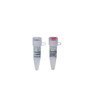 PerfectStart® Green qPCR SuperMix (+Universal Passive Reference Dye) (1 ml)