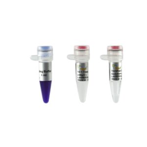 TransFast® Taq DNA Polymerase (500 units)