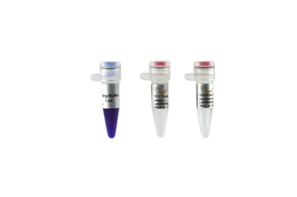 TransFast® Taq DNA Polymerase (500 units)