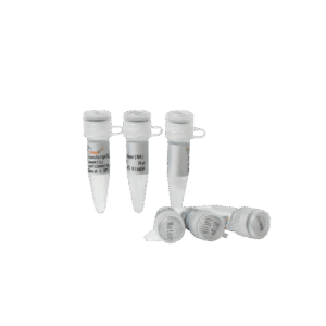 TransScript® One-Step gDNA Removal and cDNA Synthesis SuperMix (100 rxns×20 µl system)