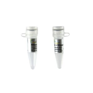 RNase H (100 units)