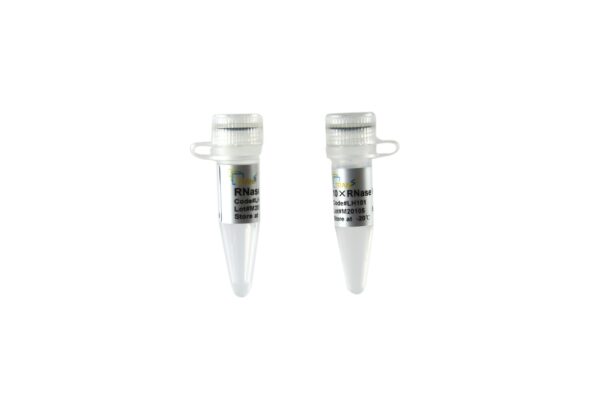 RNase H (100 units)