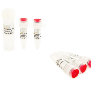 PerfectStart® Green qPCR SuperMix (1 ml)