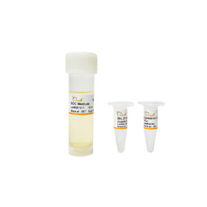 BL21(DE3) Chemically Competent Cell, 10×100 µl