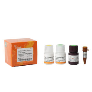 TransDetect® Dual-Luc Pro Luciferase Reporter Assay Kit (100 rxns)