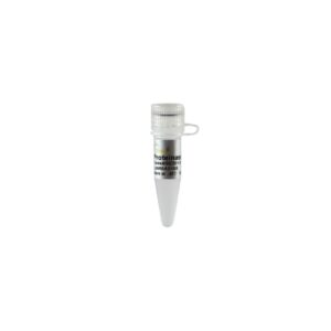 Proteinase K (1 ml)
