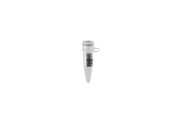 RNase A (1 ml)