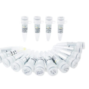 TransNGS® Fast RNA-Seq Library Prep Kit for Illumina® (V6) (12 rxns)
