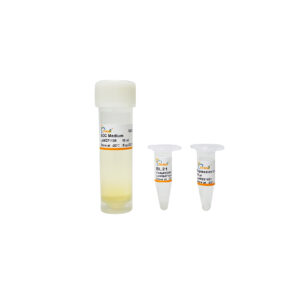 BL21 Chemically Competent Cell (10×100 µl)