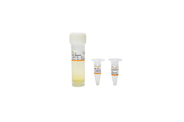 BL21 Chemically Competent Cell (10×100 µl)