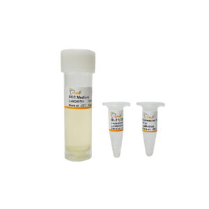 BL21(DE3) pLysS Chemically Competent Cell (10×100 µl)