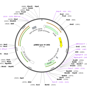 Plasmid pSBbi-pur H-2Kb (1 unit)