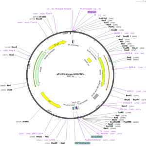 Plasmid pT2/SV-Venus-SIINFEKL (1 unit)